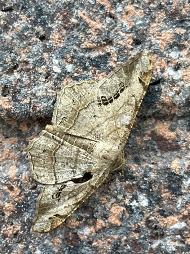 Semiothisa cinerearia