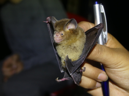 Hipposideros maggietaylorae observed 2024-06-03