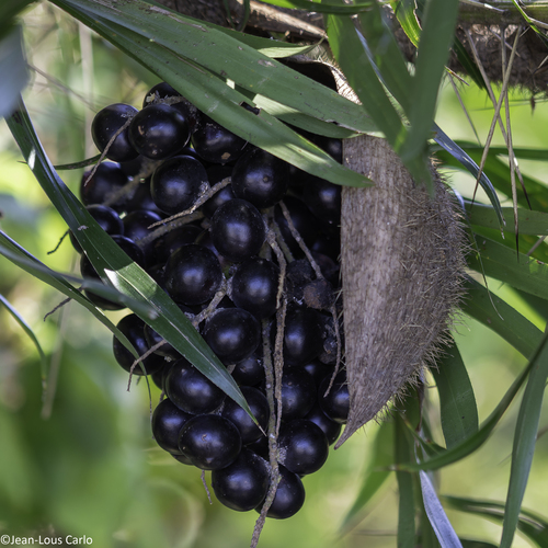 Bactris guineensis
