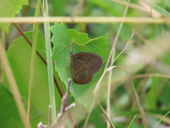 Neonympha areolatus