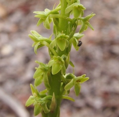 Platanthera michaelii