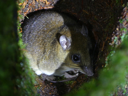 Paramelomys platyops observed 2024-05-31