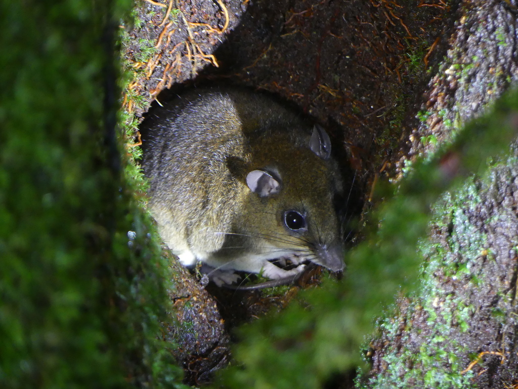 Common Lowland Paramelomys