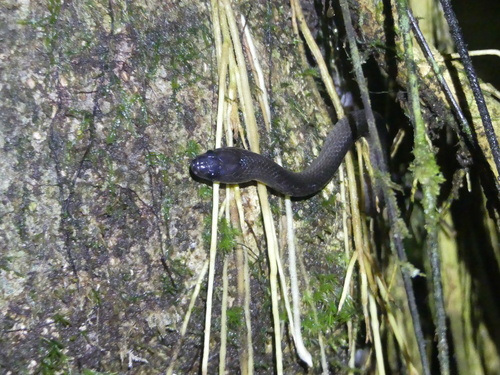 Bird's Head Peninsula Groundsnake