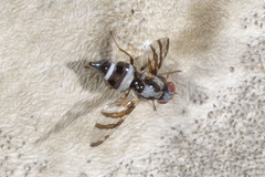 Myennis octopunctata