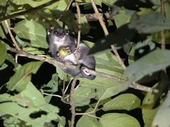 Ground Cuscus photo 3