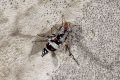 Myennis octopunctata