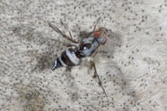 Myennis octopunctata