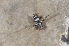 Myennis octopunctata