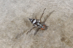 Myennis octopunctata