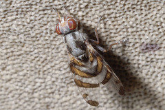 Myennis octopunctata