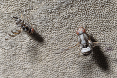 Myennis octopunctata