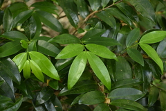 Memecylon lanceolatum, photograph (c) 曾昱承 Yu-Cheng Zeng, some rights reserved (CC BY)