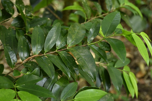 Memecylon lanceolatum, photograph 3
