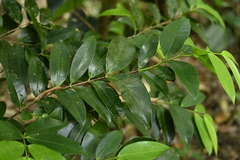Memecylon lanceolatum, photograph (c) 曾昱承 Yu-Cheng Zeng, some rights reserved (CC BY)