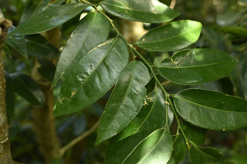 Drypetes littoralis