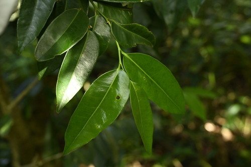 Drypetes littoralis