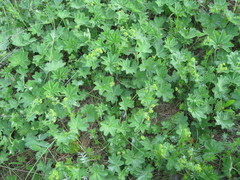 Alchemilla conglobata