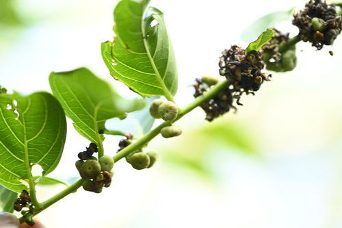 Image of Glochidion zeylanicum by (c) 曾昱承 Yu-Cheng Zeng, some rights reserved (CC BY)