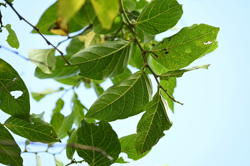 Image of Glochidion zeylanicum by (c) 曾昱承 Yu-Cheng Zeng, some rights reserved (CC BY)