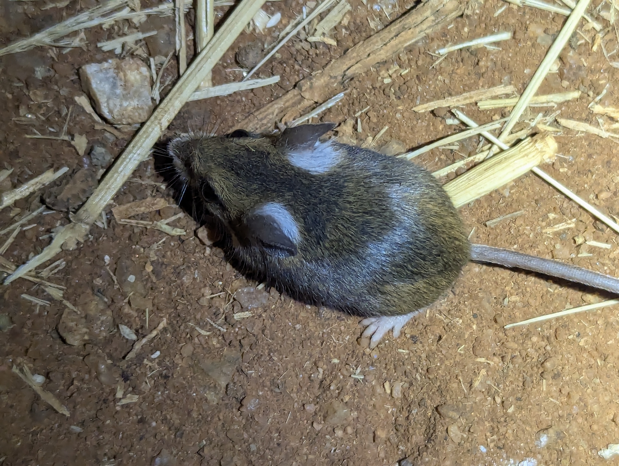 Delicate Mouse