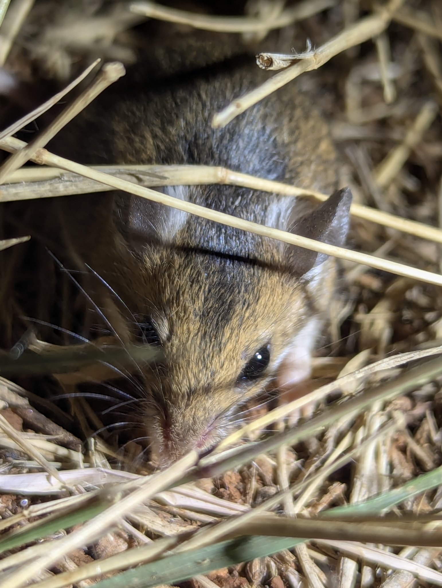 Delicate Mouse photo 2