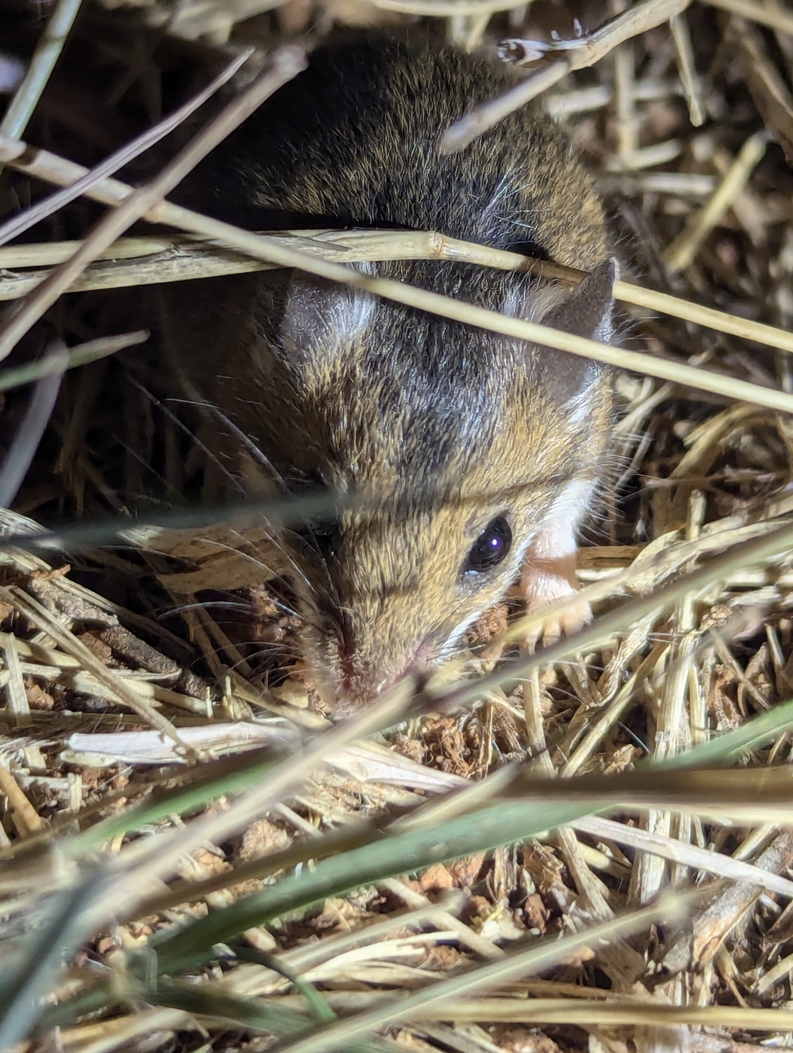 Delicate Mouse photo 3