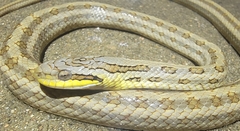 Chinese Leopard Snake photo 3