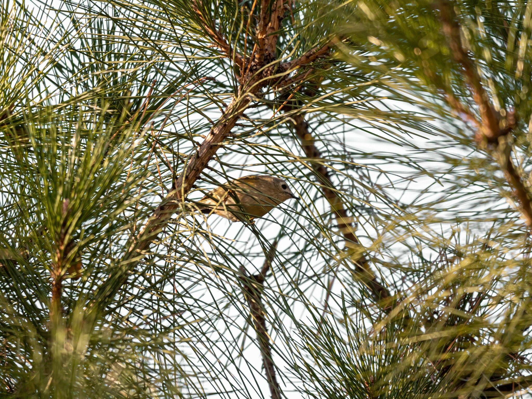Goldcrest
