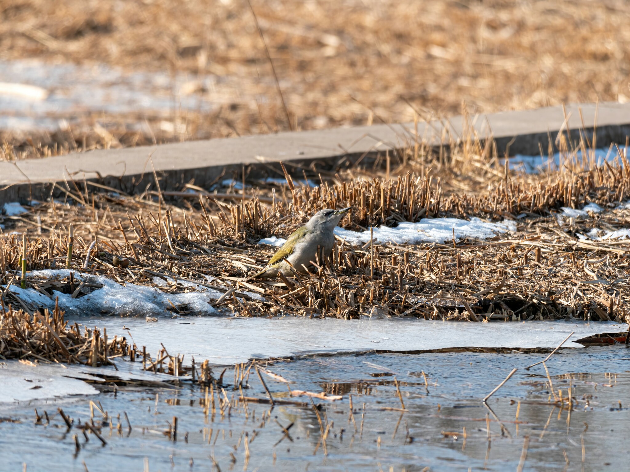 Grey-headed Woodpecker