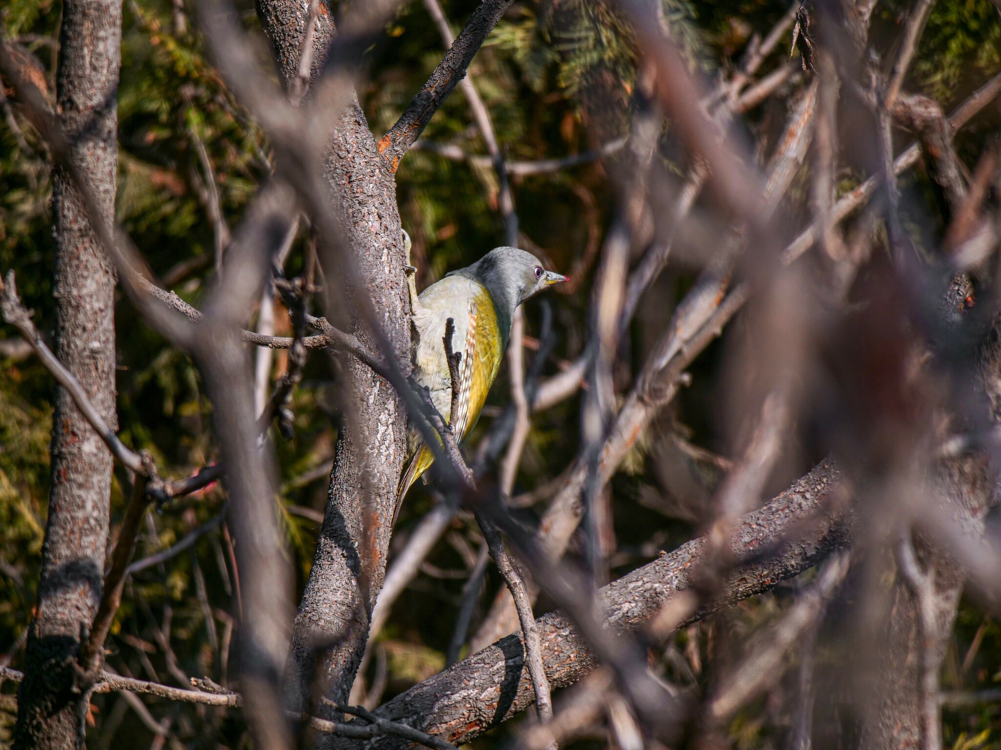 Grey-headed Woodpecker