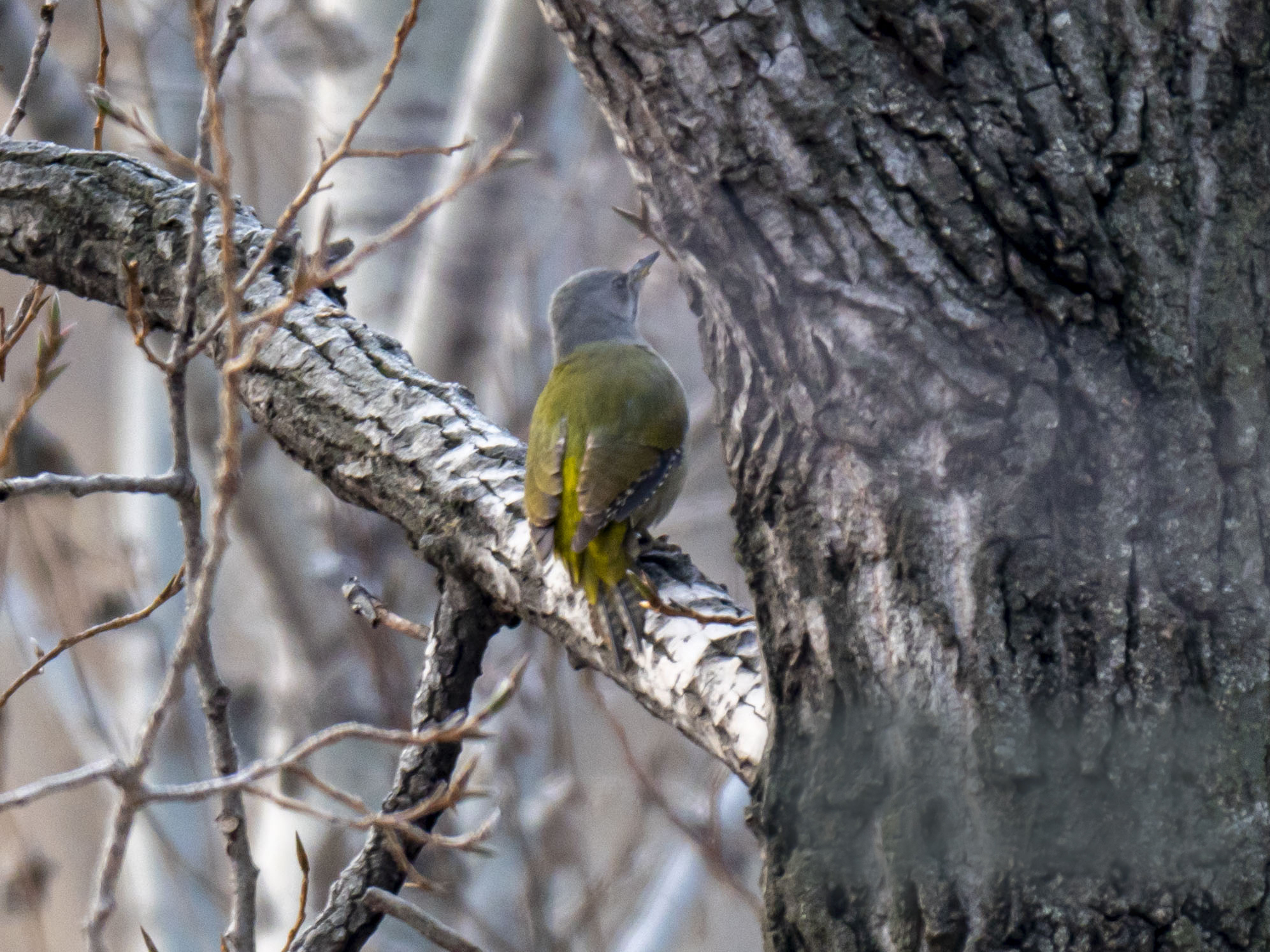 Grey-headed Woodpecker