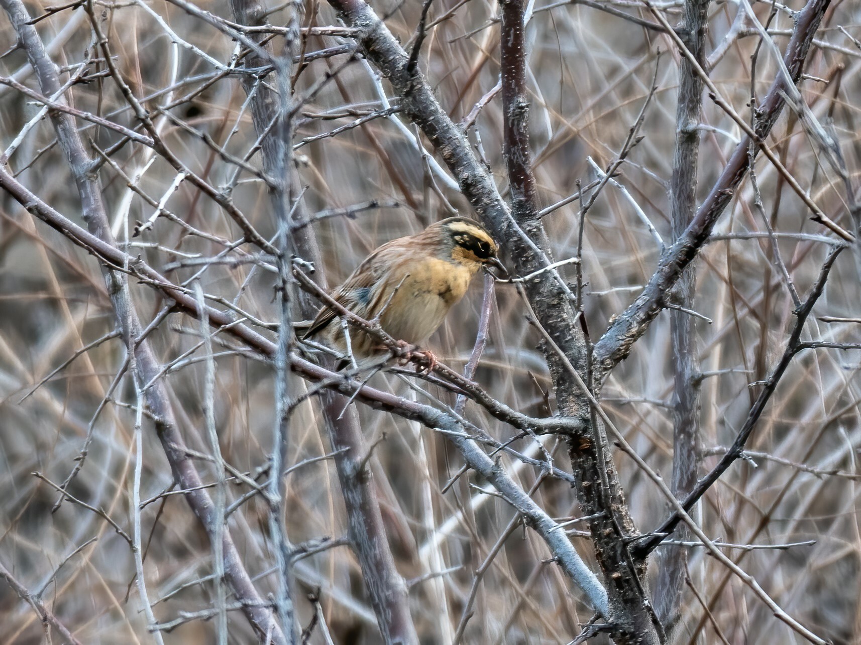 Siberian Accentor