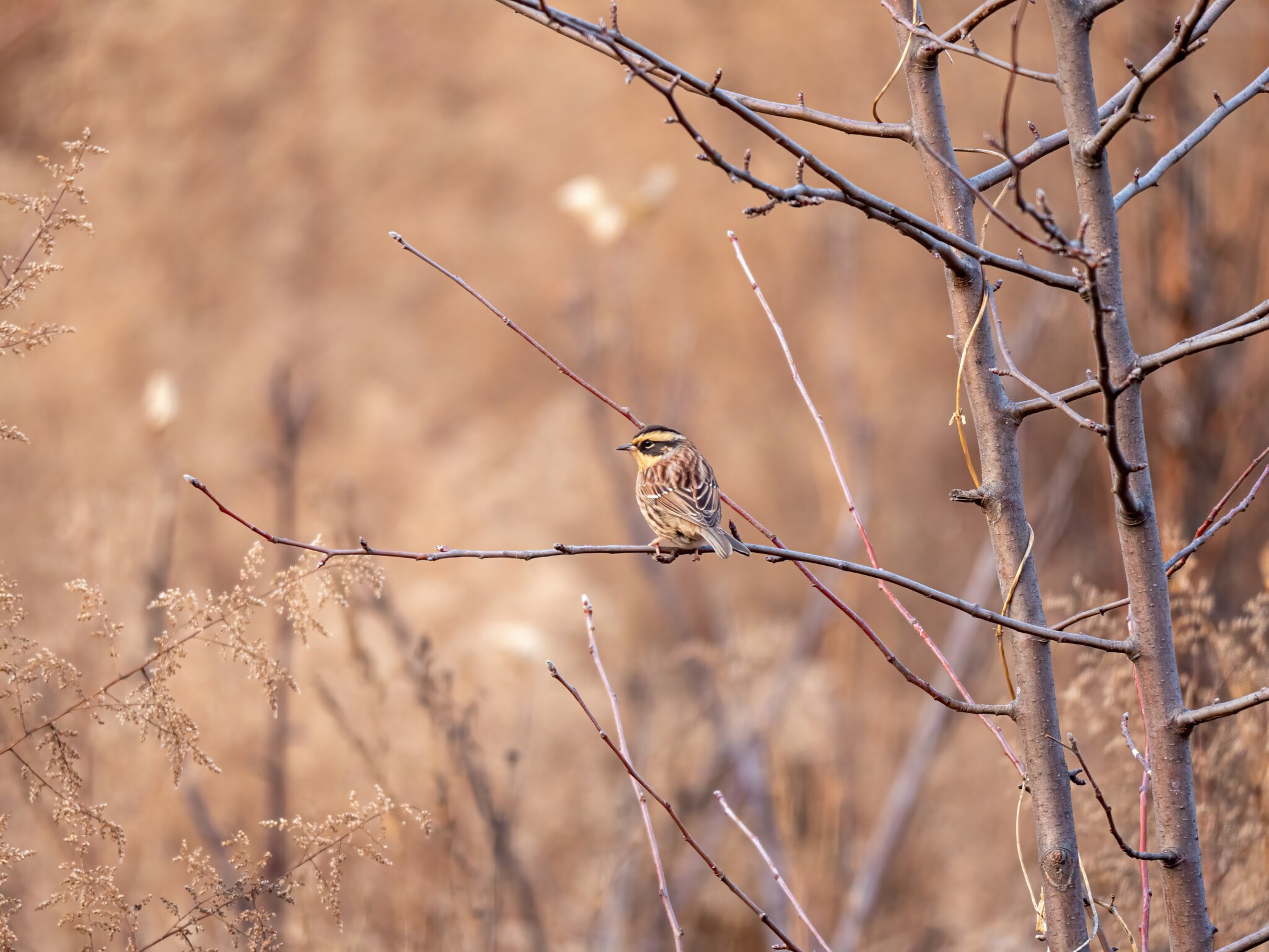 Siberian Accentor