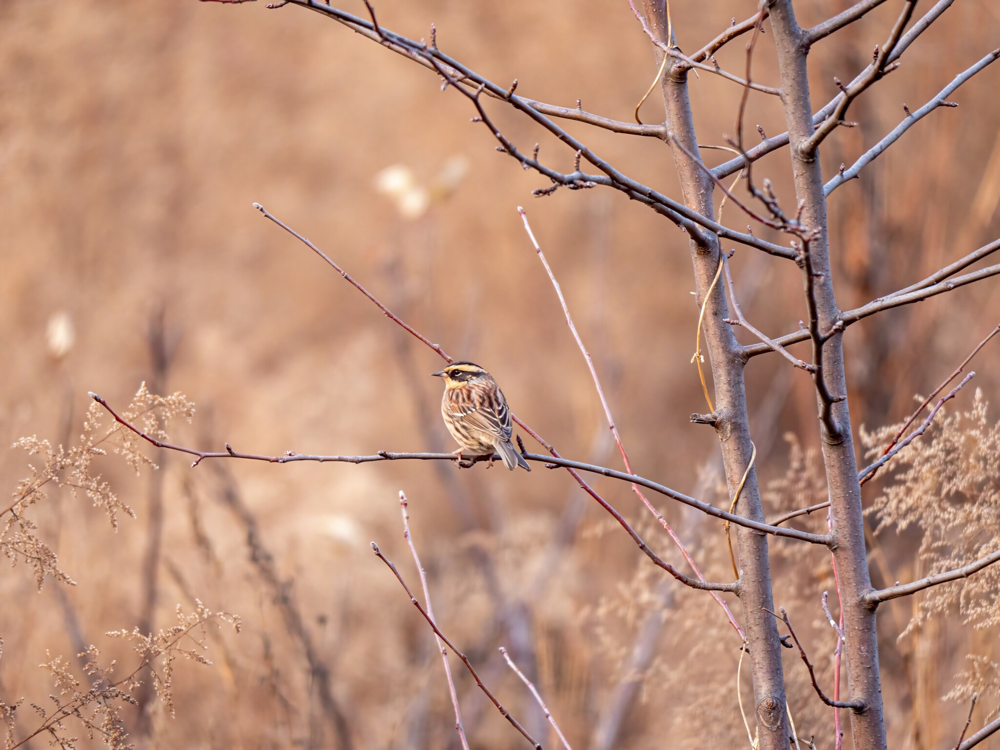 Siberian Accentor