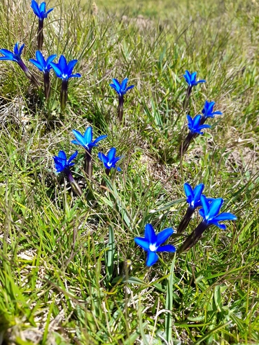 Short-leaved Gentian (Gentiana sierrae)