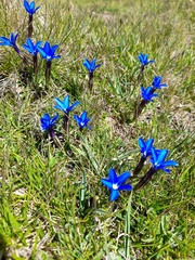 Gentiana sierrae, photograph Flavien Saboureau, CC BY, iNaturalist via GBIF