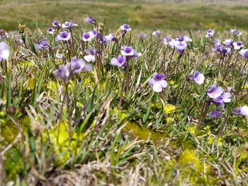 Pinguicula nevadensis