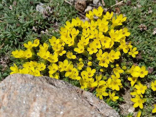Image of Androsace vitaliana by (c) Flavien Saboureau, some rights reserved (CC BY)