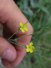 Linum medium