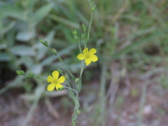 Linum medium