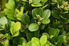 (c) 曾昱承 Yu-Cheng Zeng, some rights reserved (CC BY) Buxus liukiuensis, photograph (c) 曾昱承 Yu-Cheng Zeng, some rights reserved (CC BY)