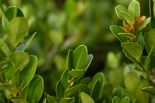 Buxus liukiuensis, photograph 6