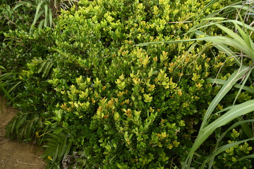 Buxus liukiuensis, photograph 5