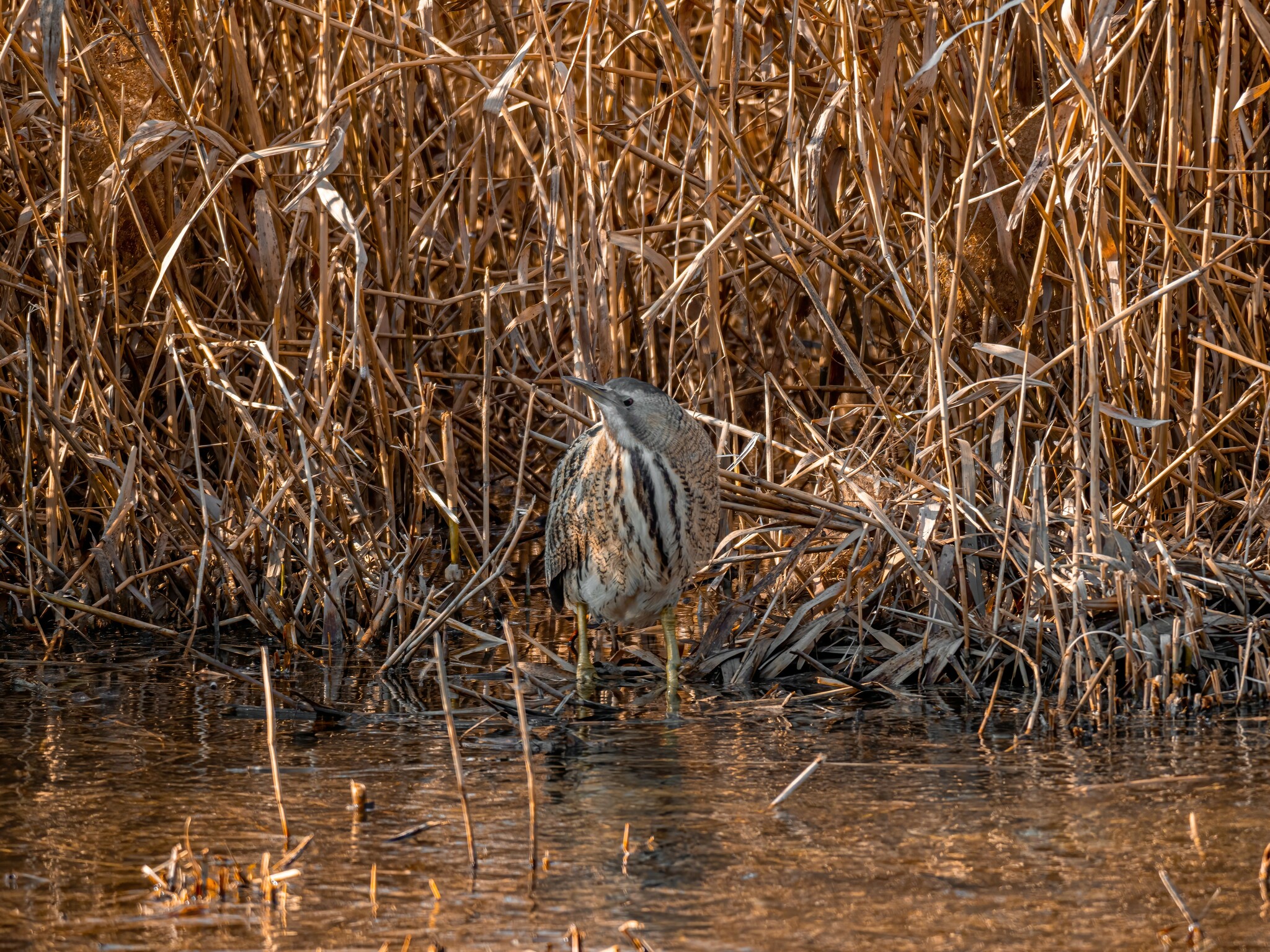 Eurasian Bittern