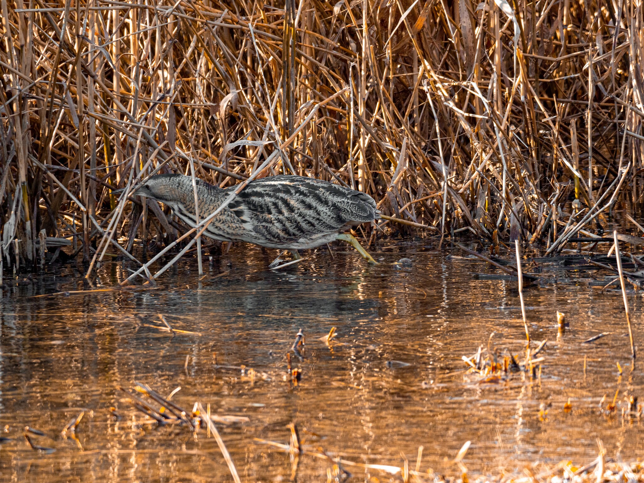 Eurasian Bittern