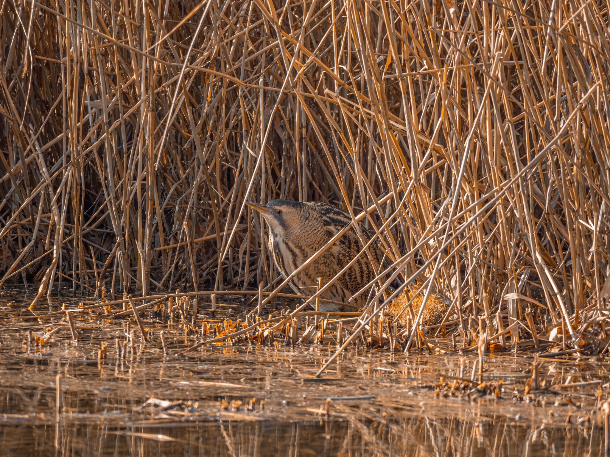 Eurasian Bittern