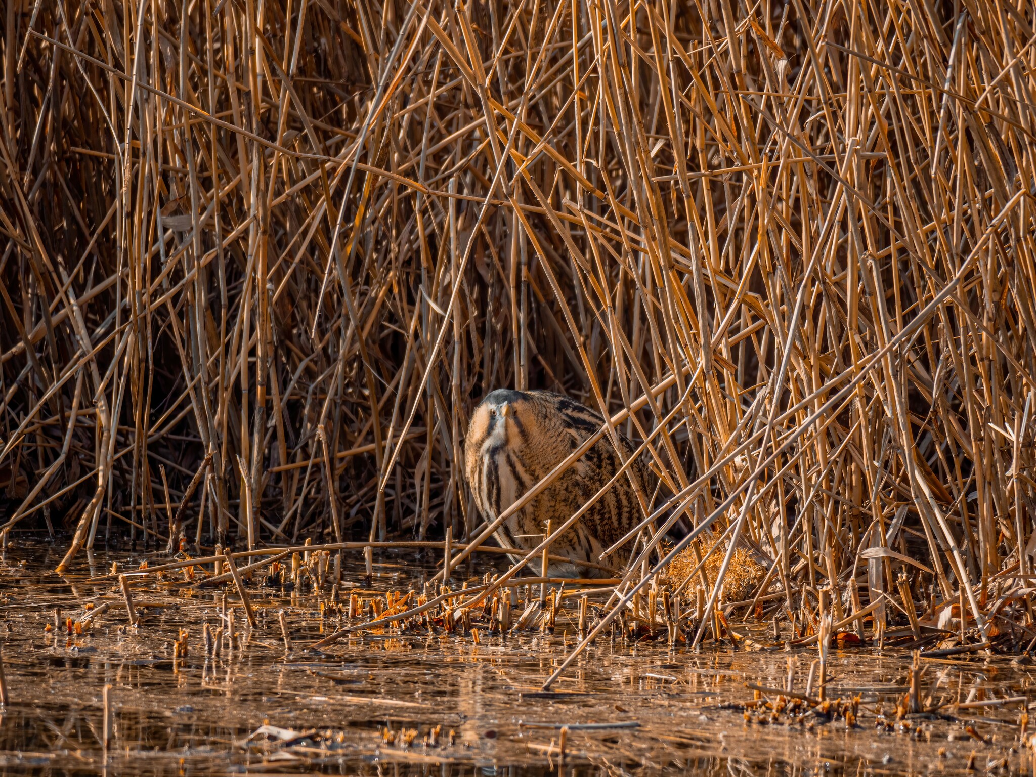 Eurasian Bittern