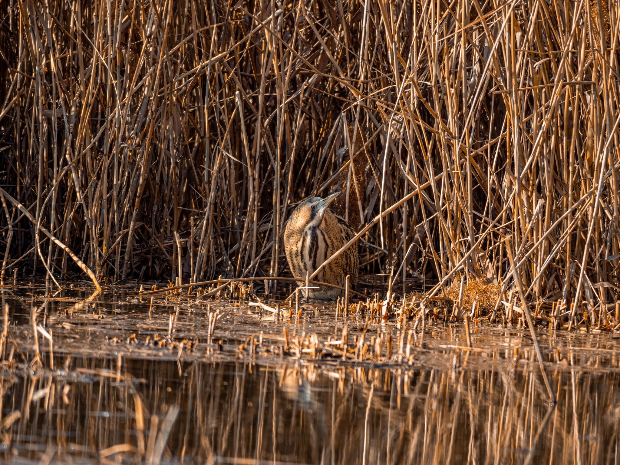 Eurasian Bittern