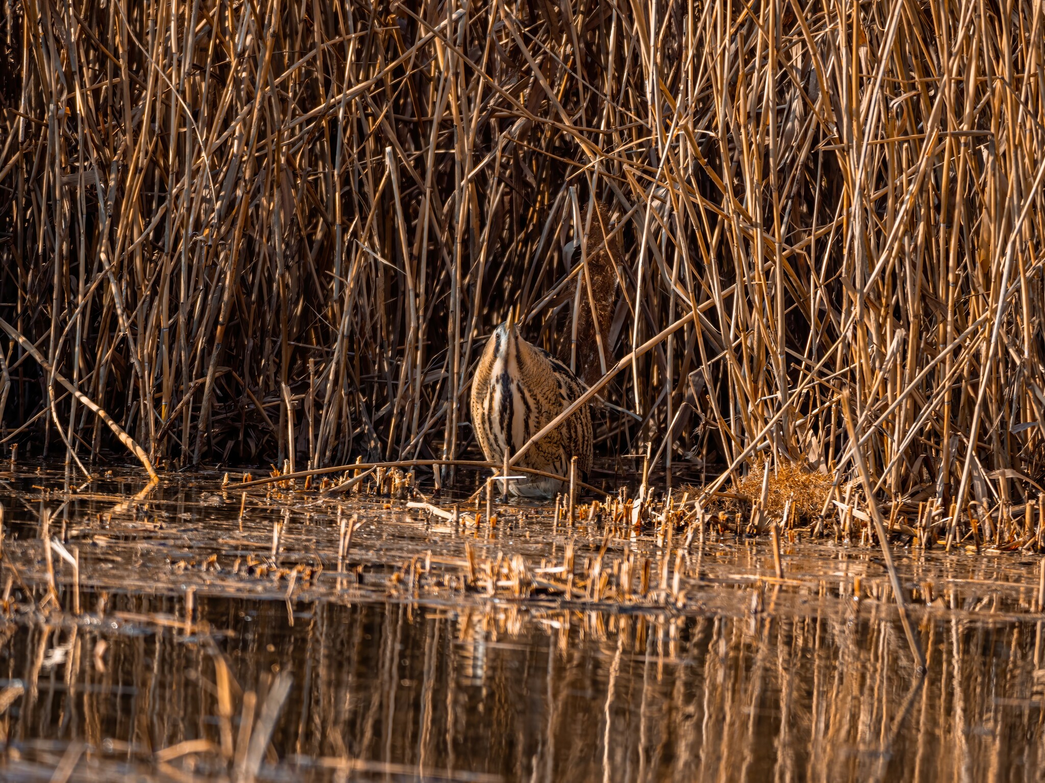 Eurasian Bittern